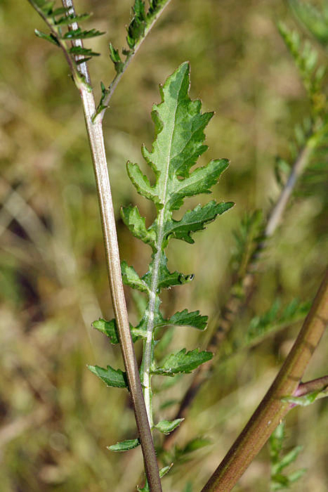 American Yellowrocket - Barbarea orthoceras