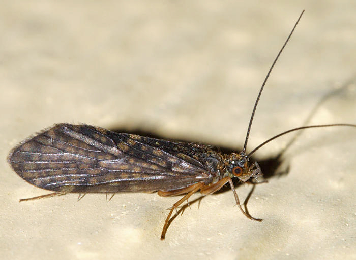 Rhyacophila acutiloba