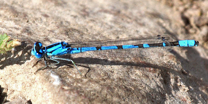 Boreal Bluet - Enallagma boreale