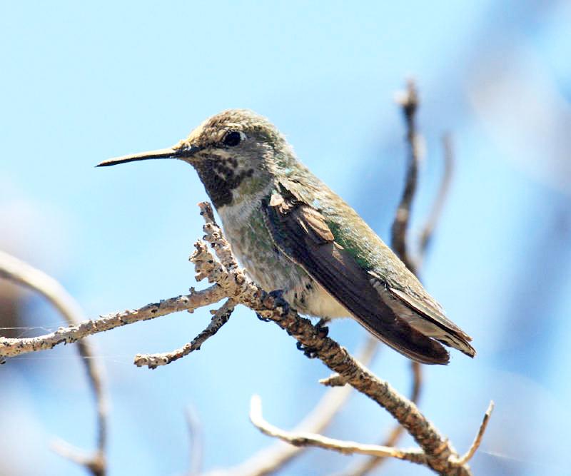 Black-chinned Hummingbird - Archilochus alexandri