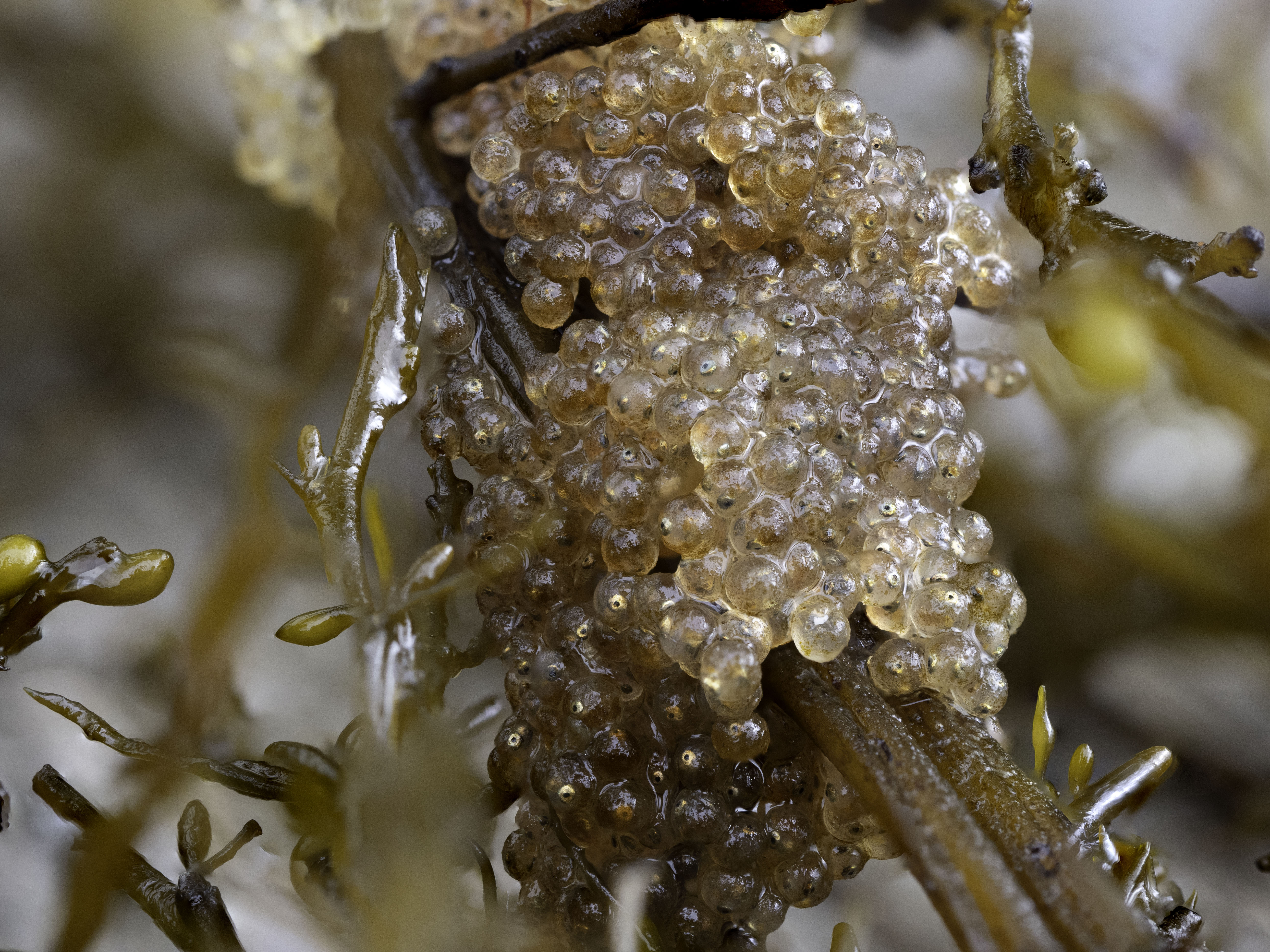 Mystery eggs