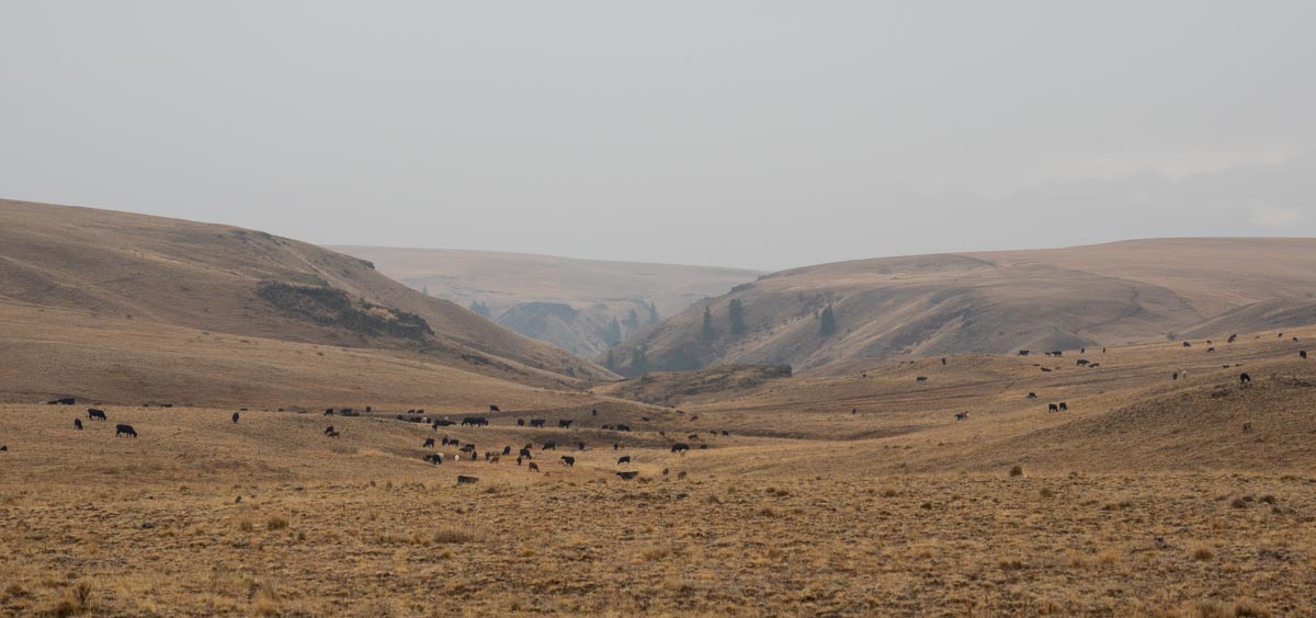 Zumwalt Prairie