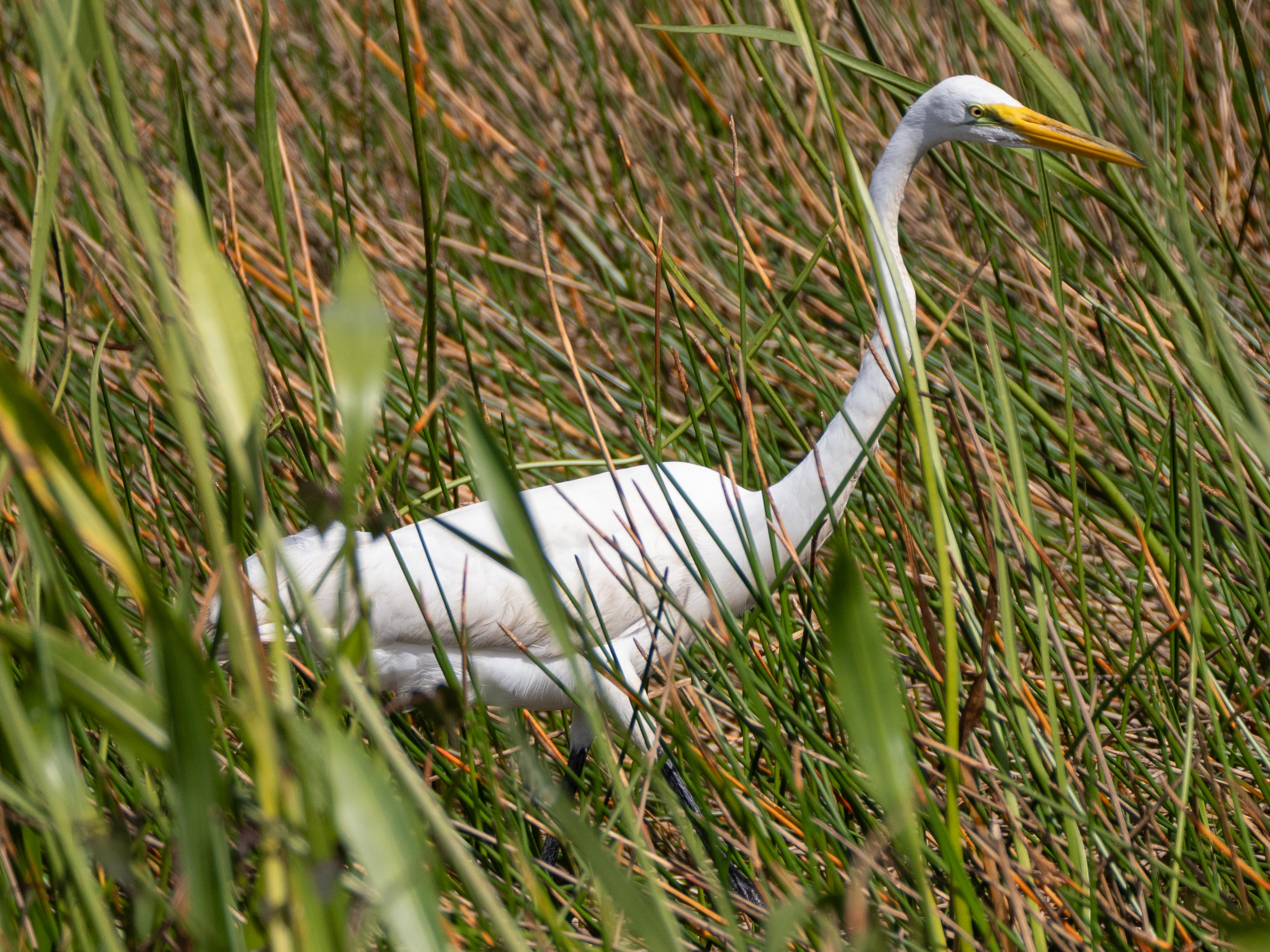 everglades-8.jpg