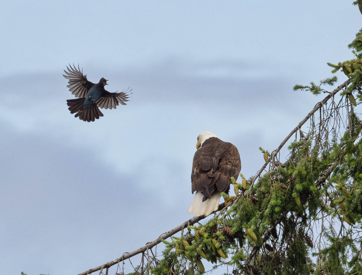eagle_jay-4.jpg