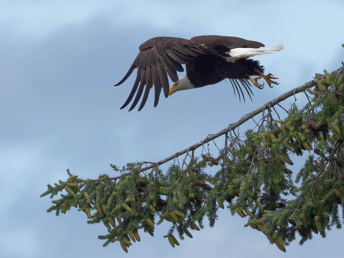 eagle_jay-7.jpg