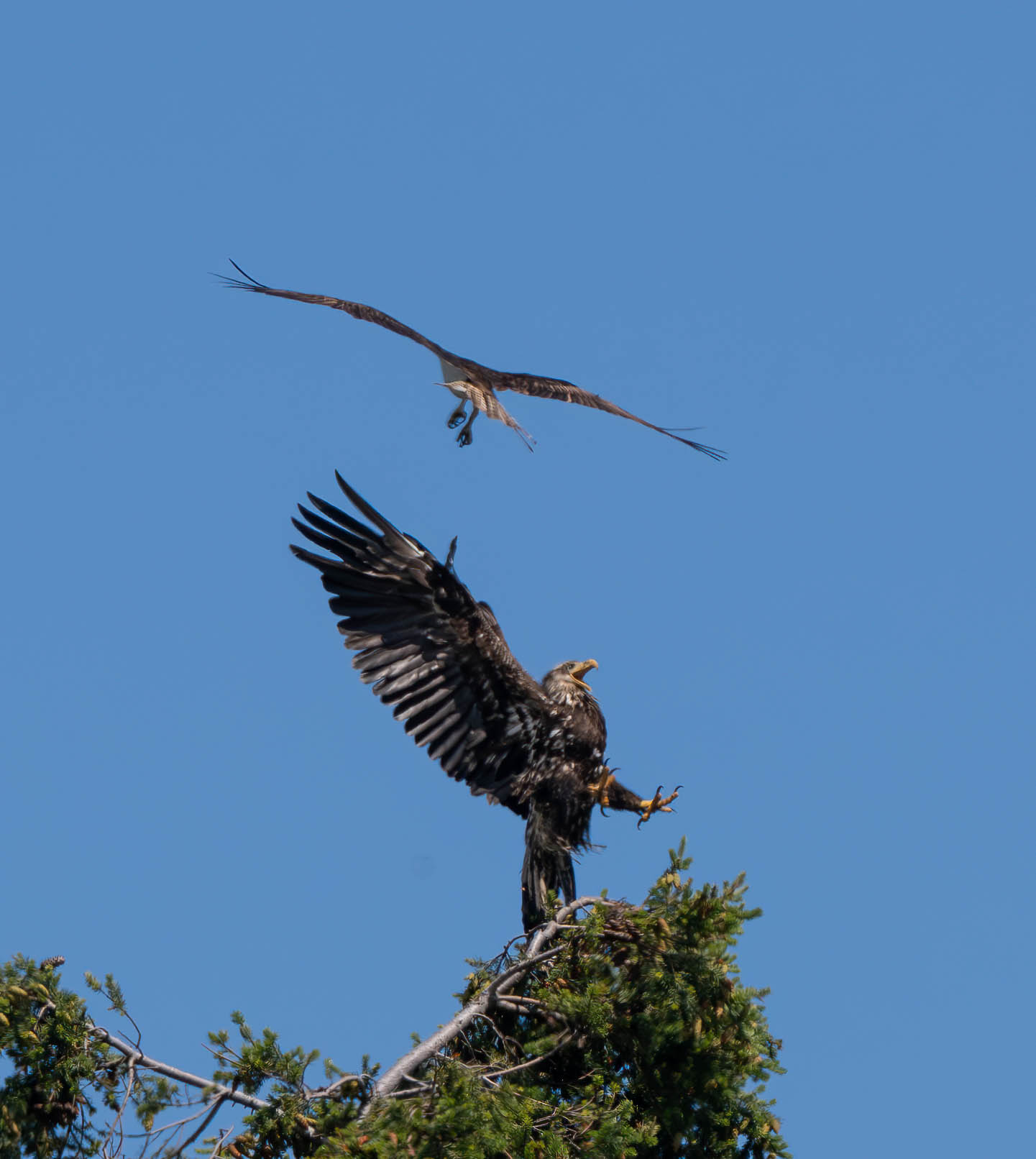eagle_osprey-5.jpg