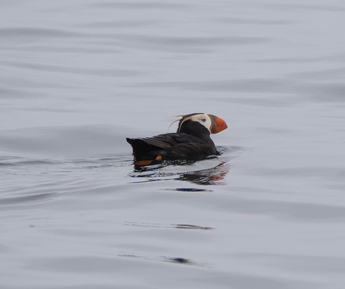 Puffin