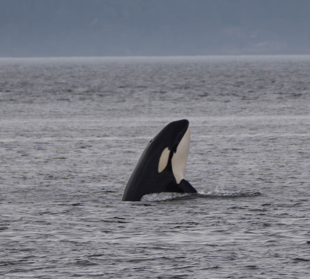 Orca
