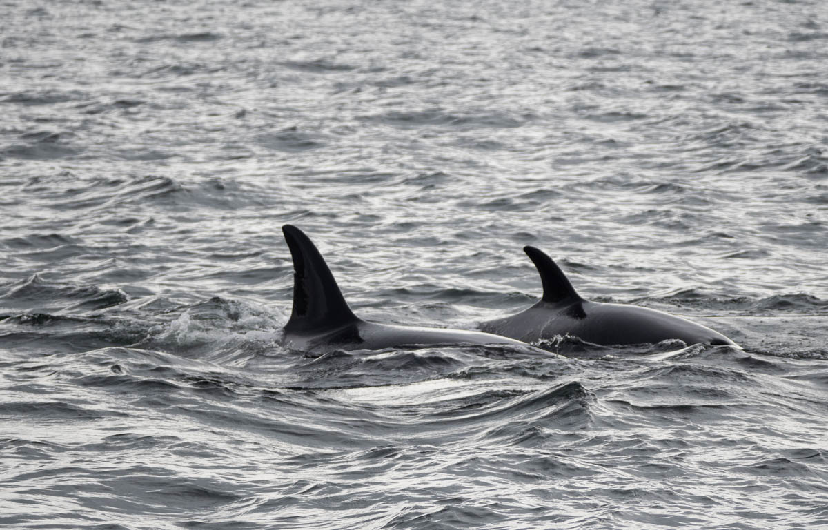 Orca