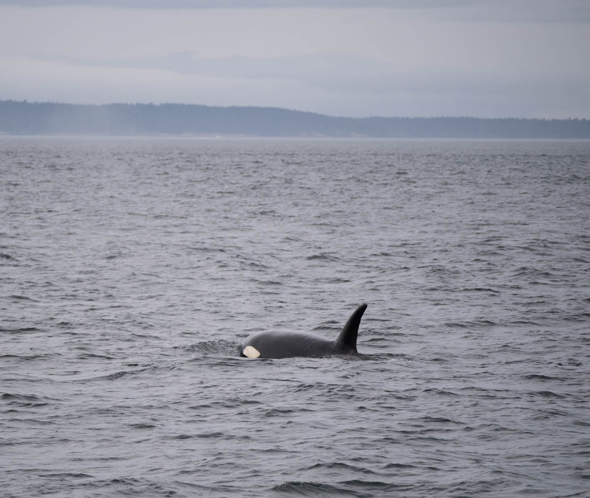 Orca