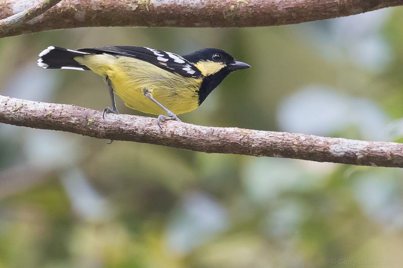 Elegant Tit (Pardaliparus elegans)