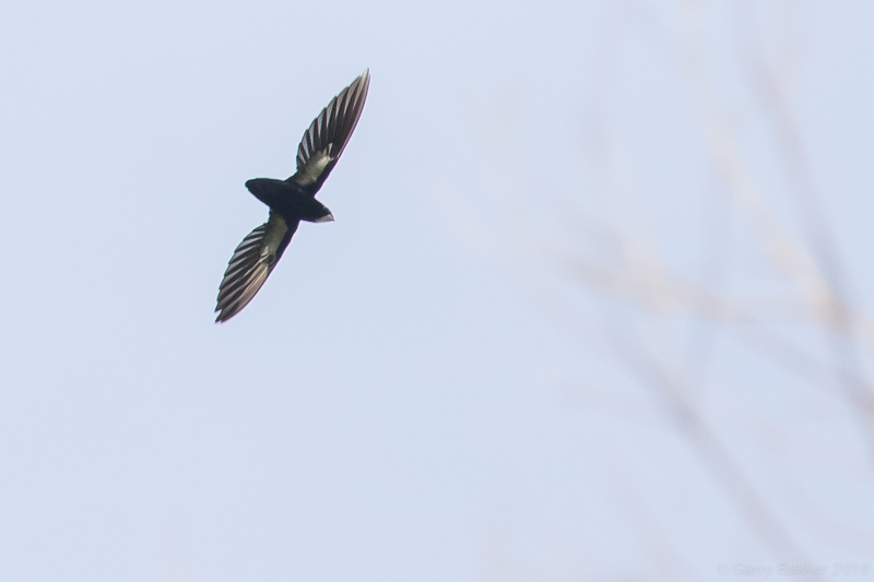 Philippine Spine-tailed Swift (Mearnsia picina)