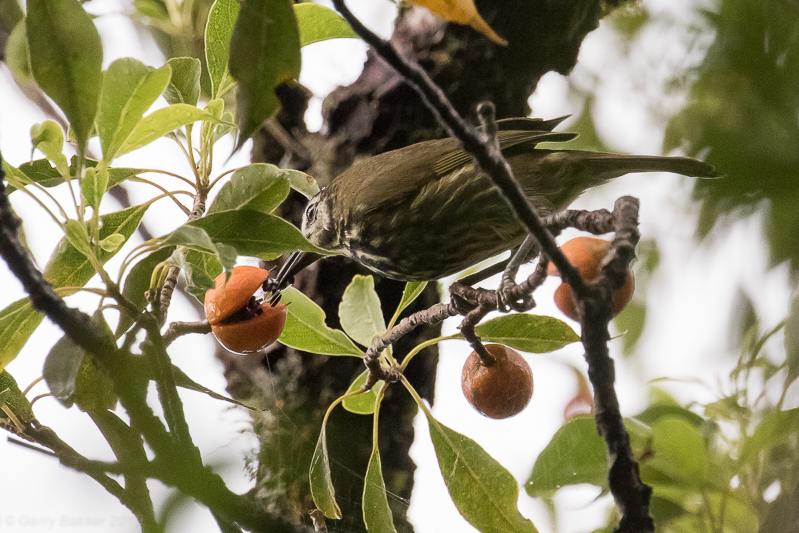 Panay Striped Babbler (Zosterornis latistriatus)