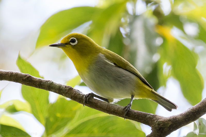 Warbling White-eye (Zosterops japonicus (undescribed ssp))