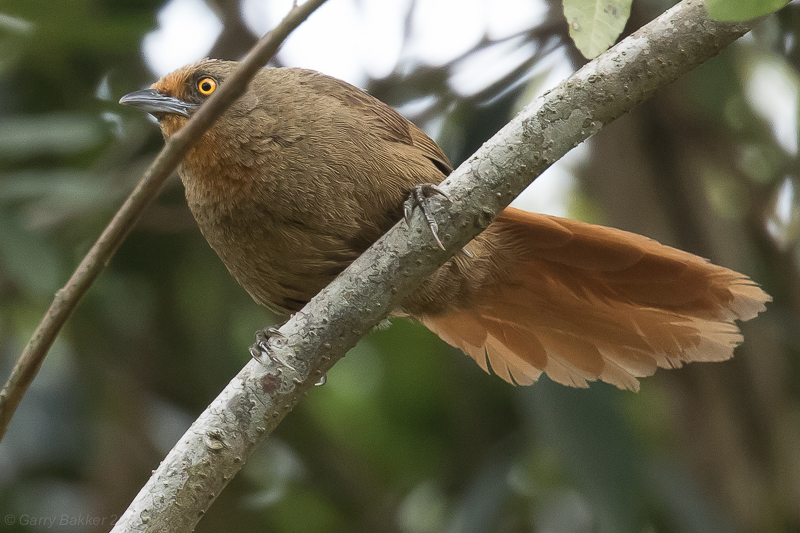 Orange-eyed Thornbird (Phacellodomus erythrophthalmus)