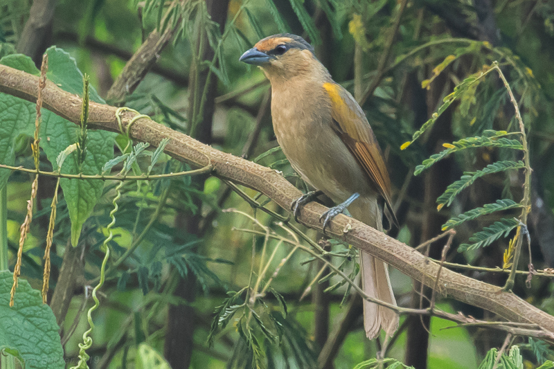 Brown Tanager (Orchesticus abeillei)