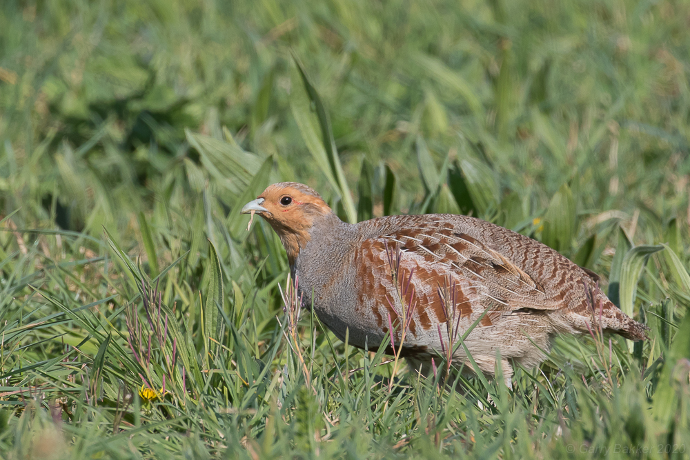 Grey Partridge