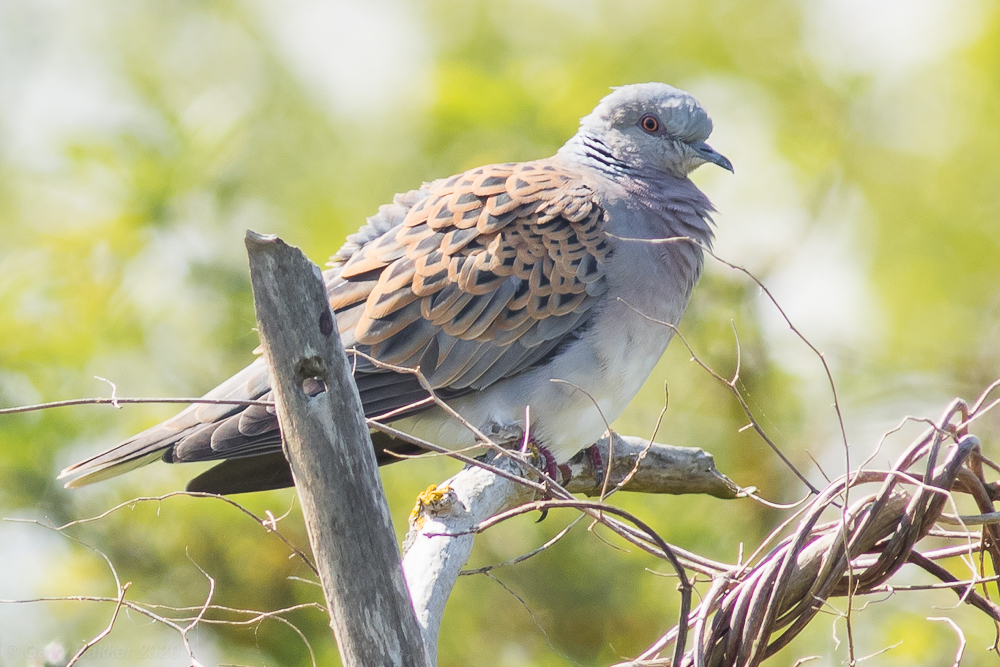 European Turtle Dove