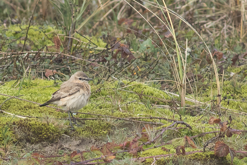 Isabelline Wheatear