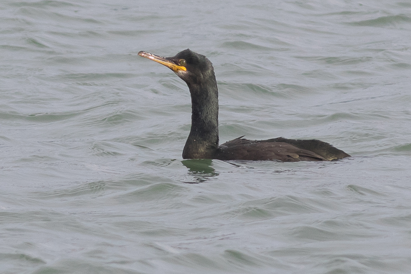 European Shag (Phalacrocorax aristotelis)