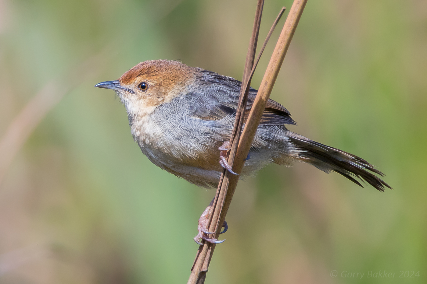 Churring Cisticola (Cisticola njombe)