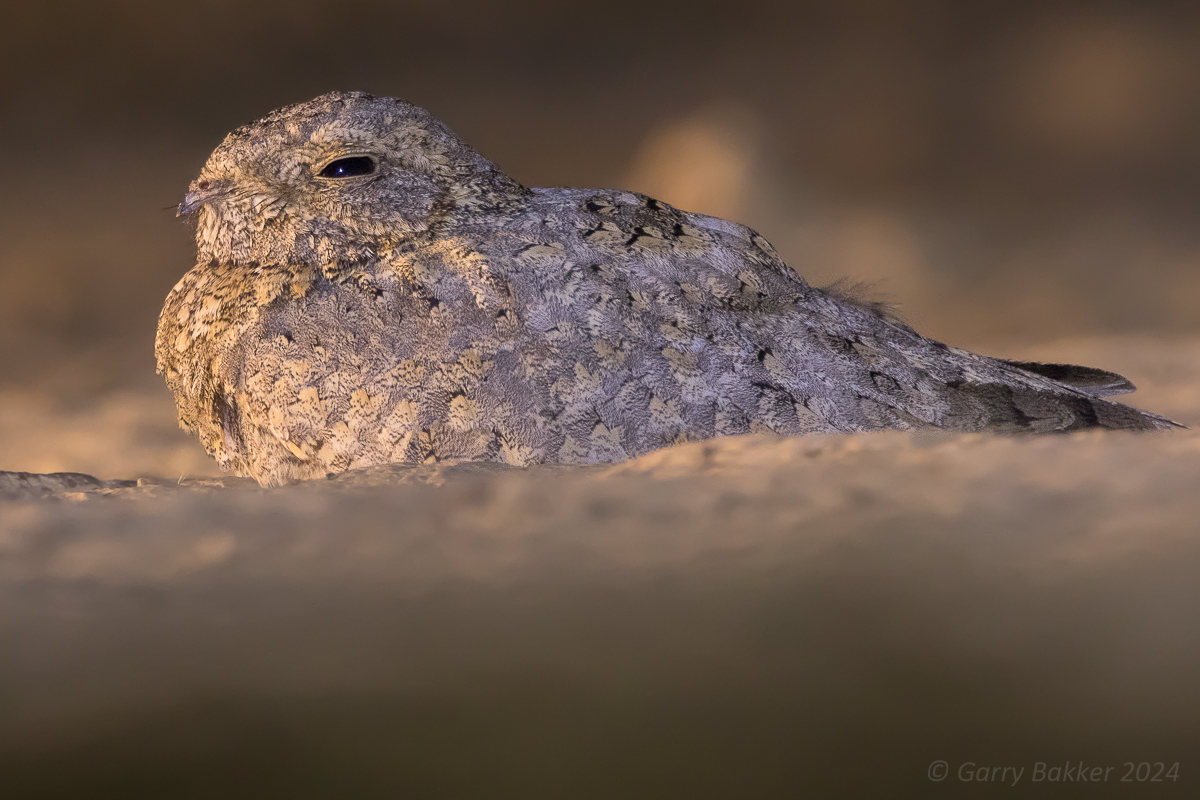 Sykess Nightjar (Caprimulgus mahrattensis)