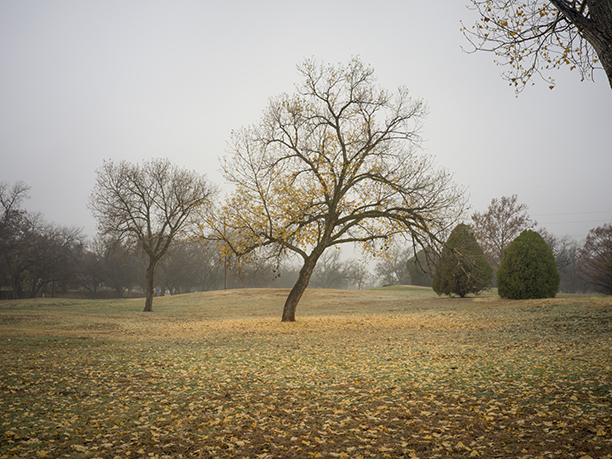 Foggy December 12