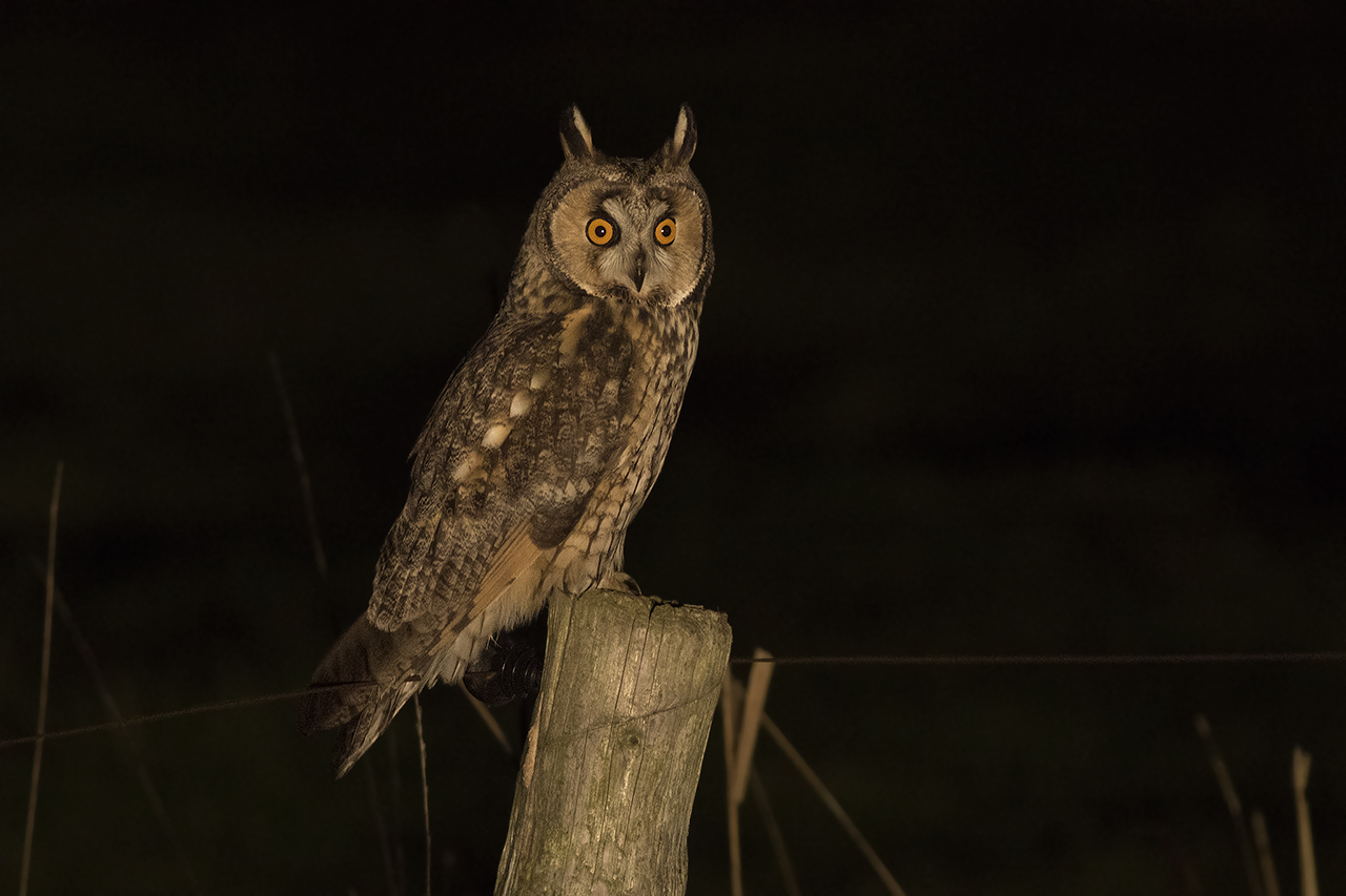 Ransuil / Long-eared Owl