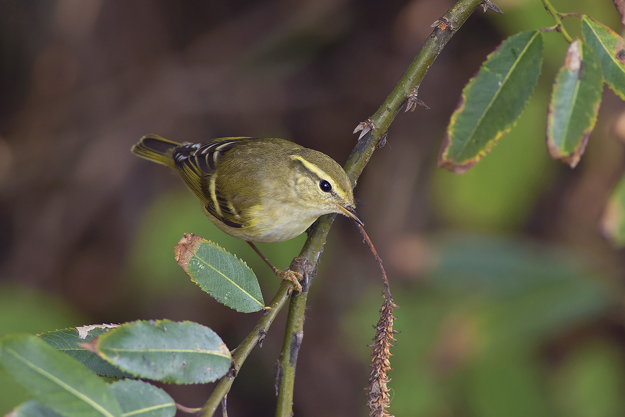 Bladkoning / Yellow-browed Warbler