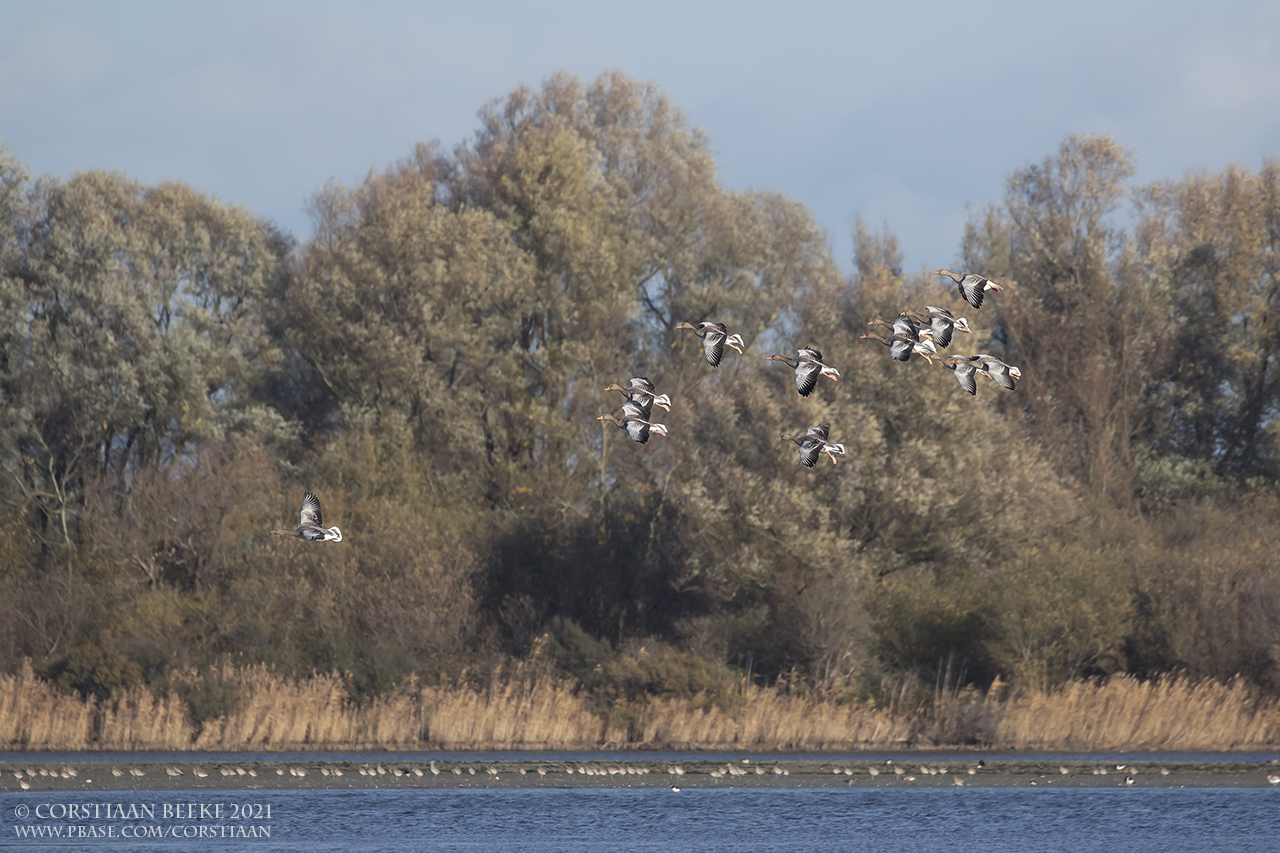 Grauwe Ganzen / Greylag Geese