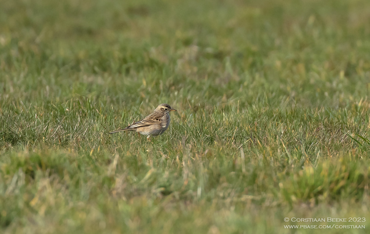 Grote Pieper / Richards Pipit