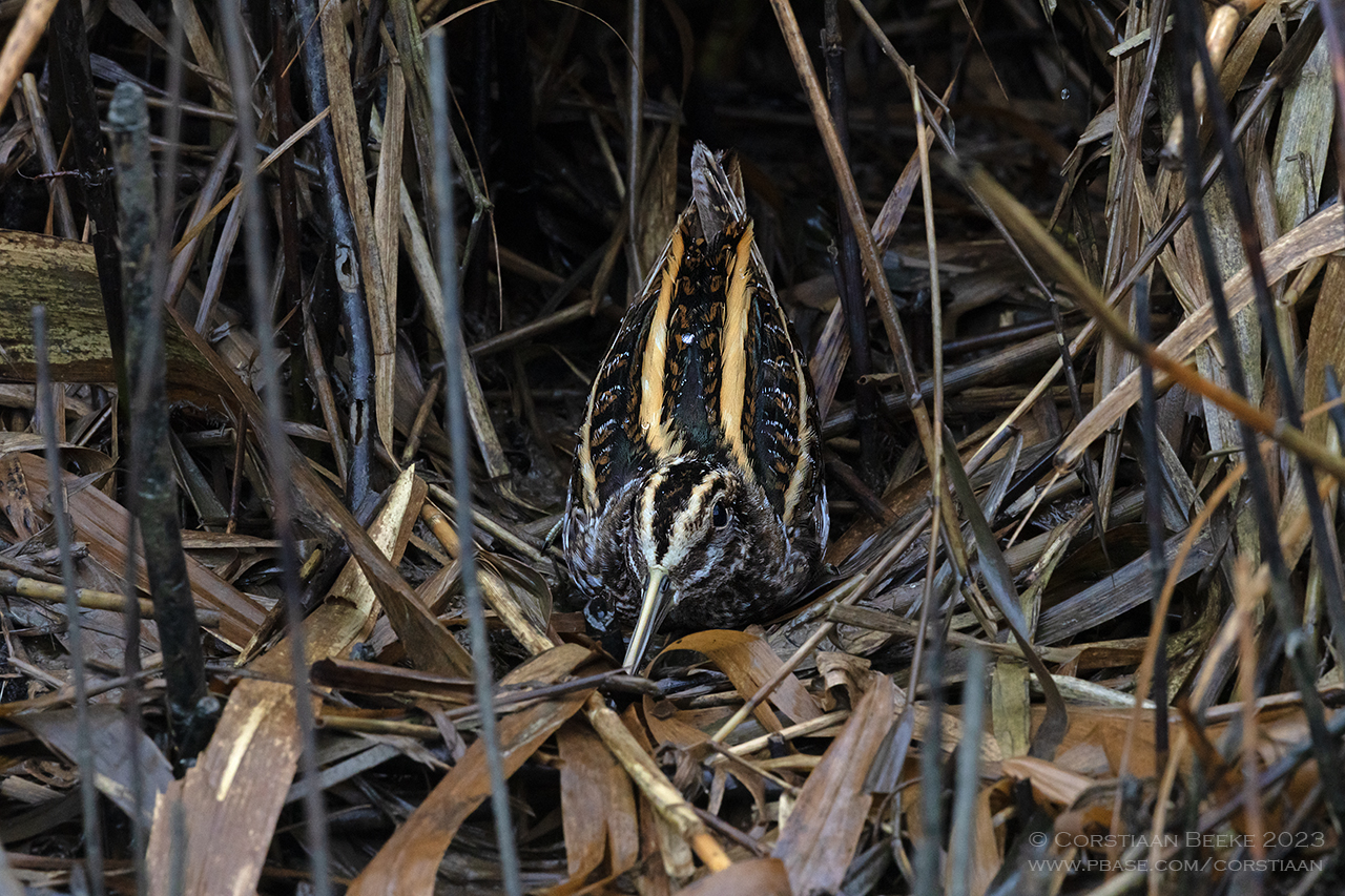 Bokje / Jack Snipe