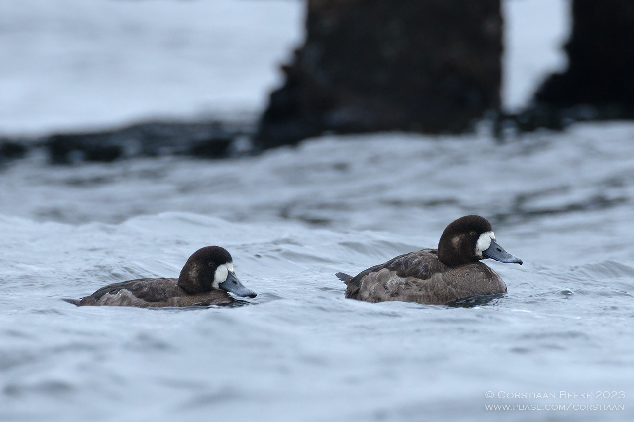 Toppers / Greater Scaups
