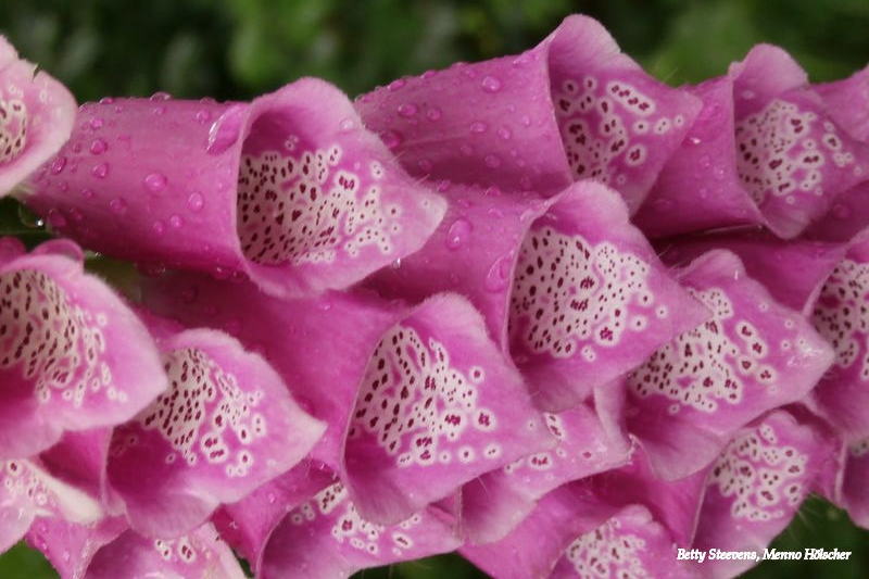 Digitalis