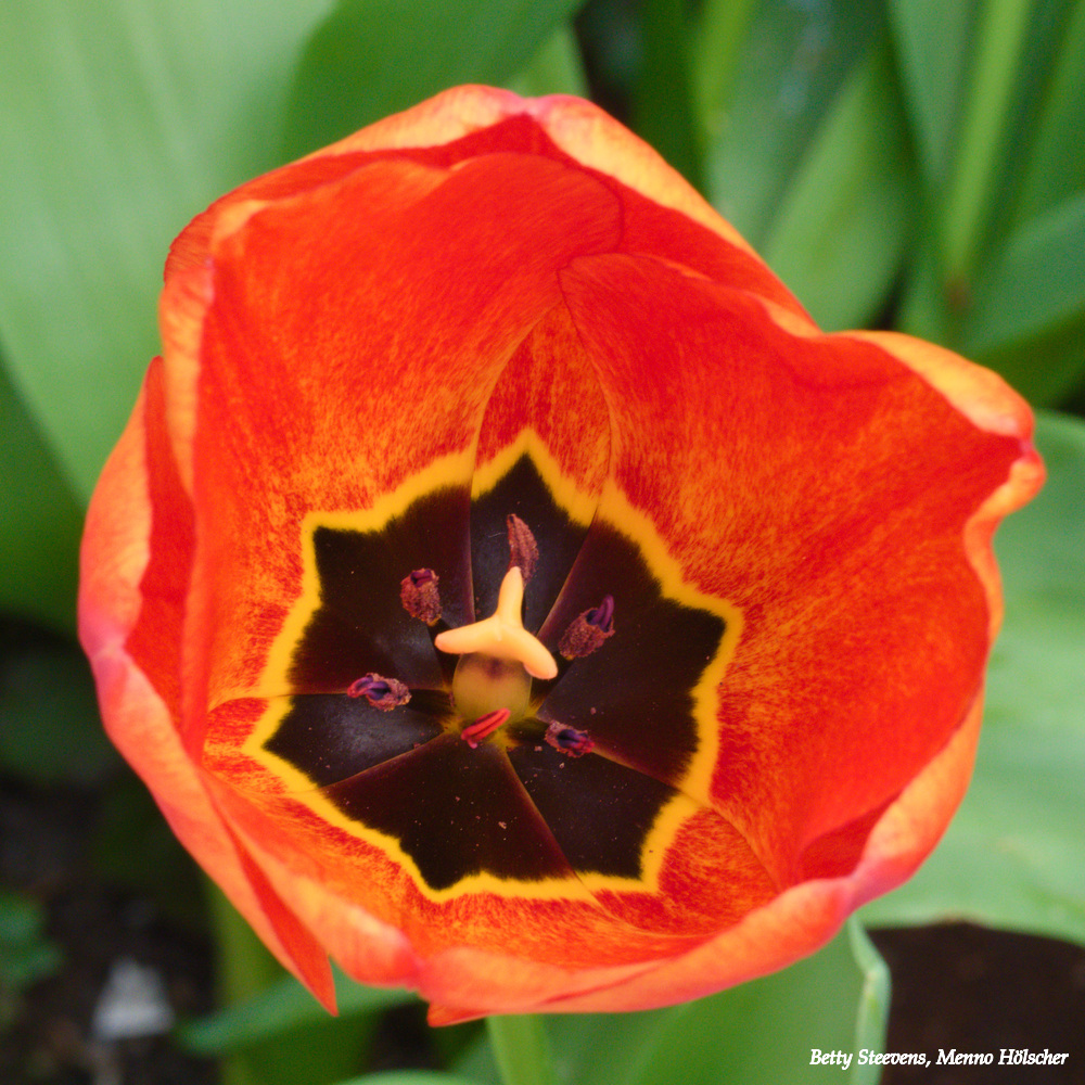 Rood - Red