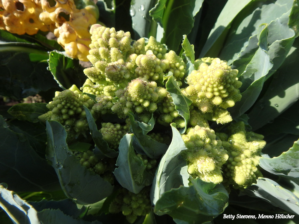 Hackfort, de tuin: Romanesco
