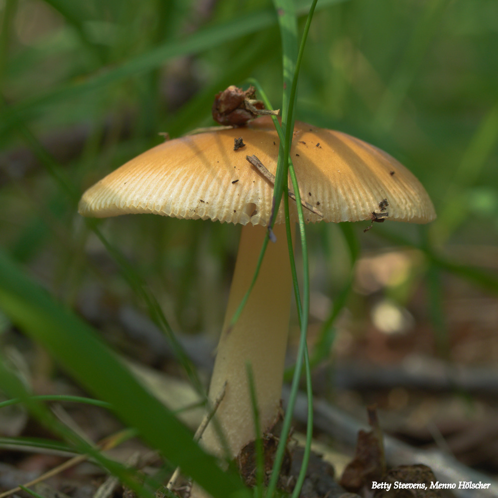 Paddenstoelen