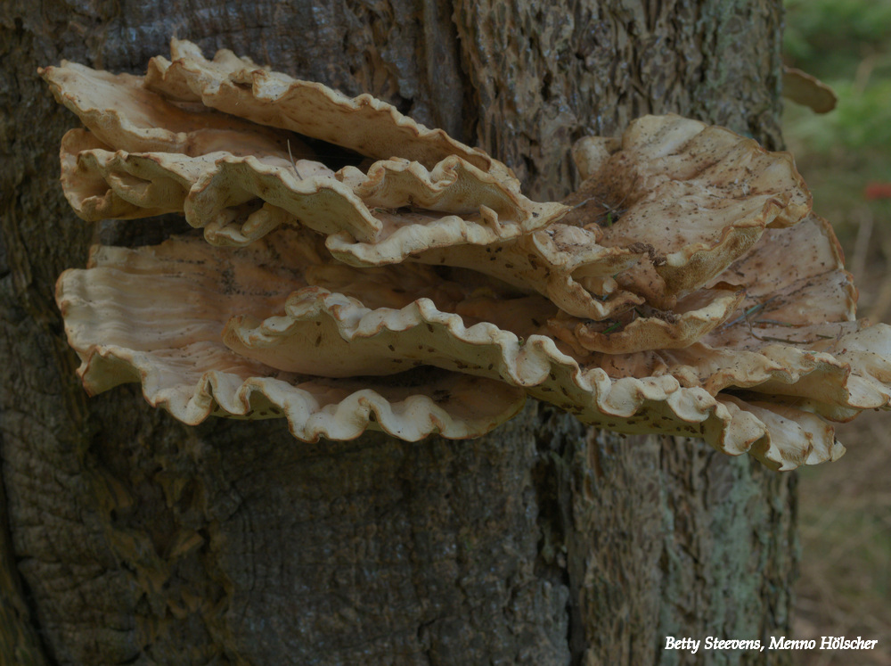 Paddenstoelen: Reuzenzwam
