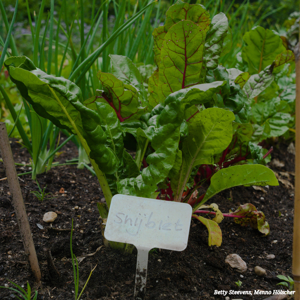 landgoed Staverden: snijbiet - chard