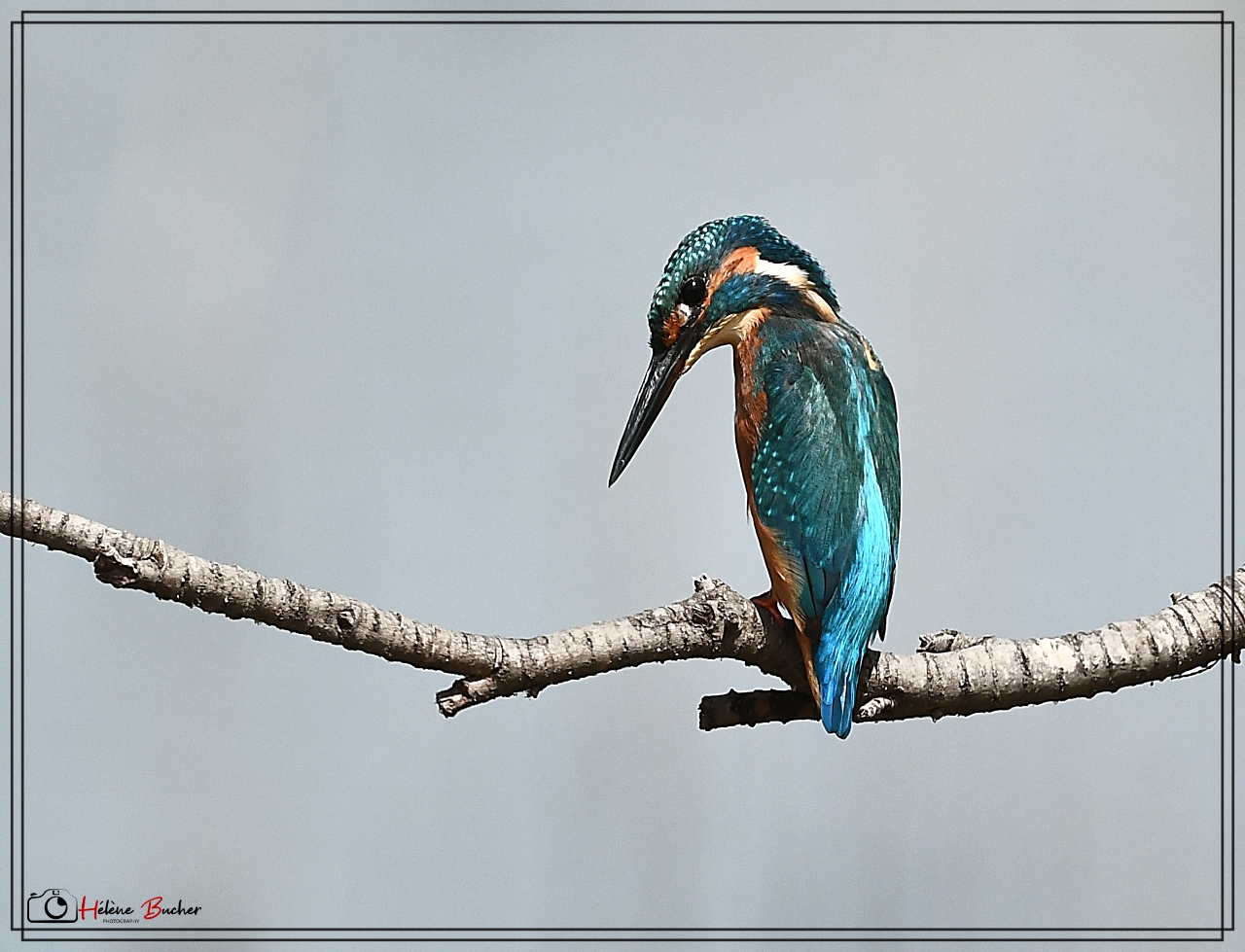 DSC_7816a.JPG