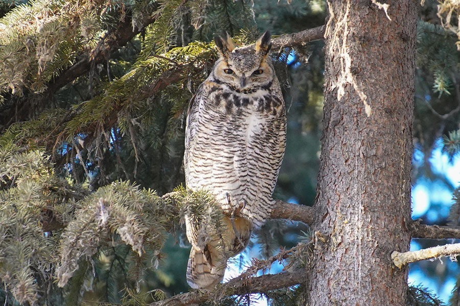 Owls - 01