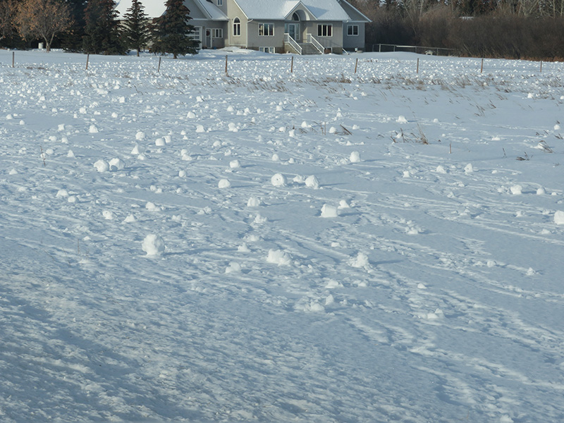 Mark Collard 004 Snowballs