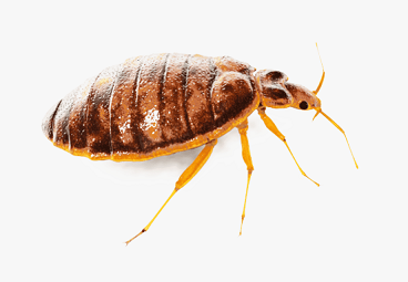 Bed Bug Removal in Franklin