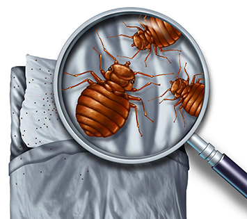 Bed Bug Removal Service in Franklin