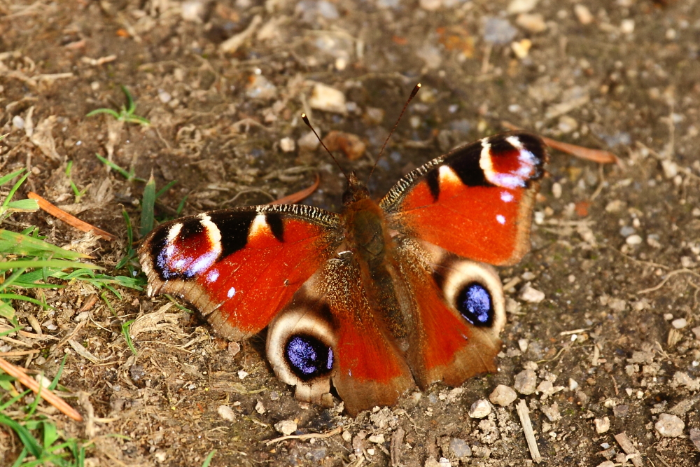 Peacock butterfly (Inachis io)