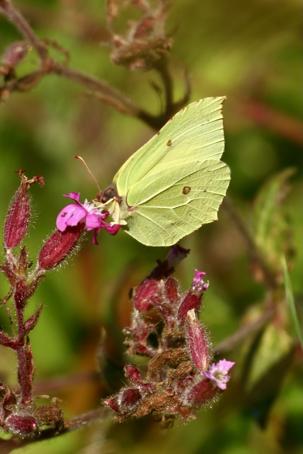 Common Brimstone (Gonepteryx rhamni)