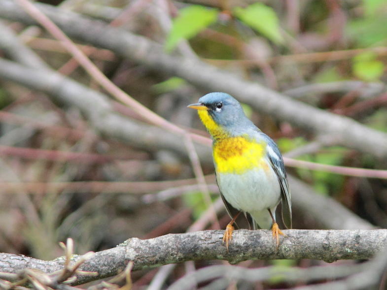 Paruline  collier