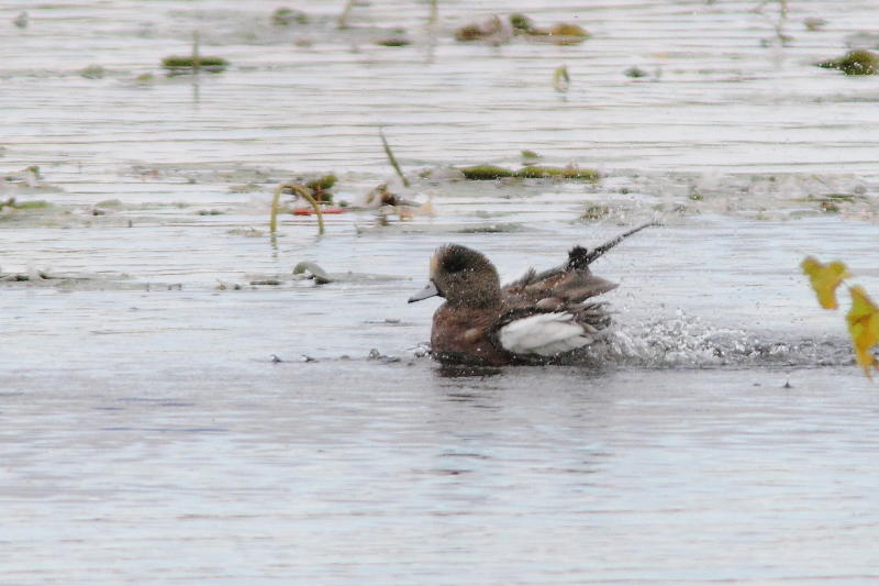 Canard dAmrique