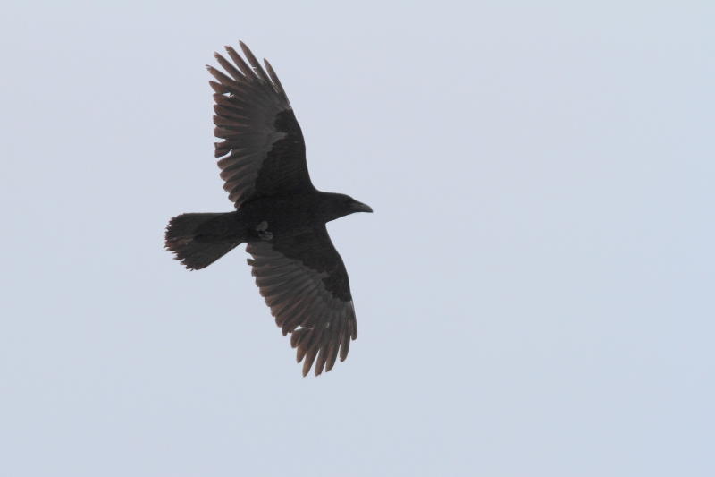 Grand Corbeau