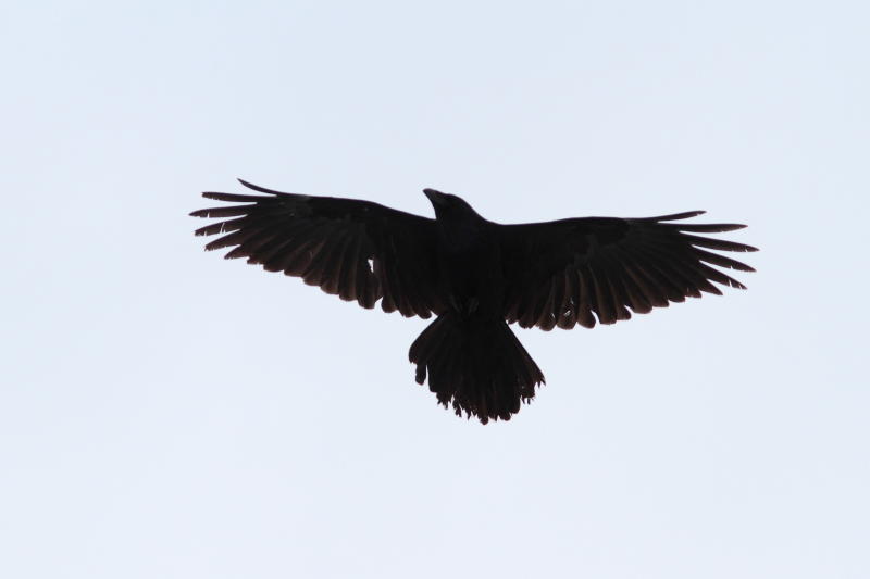 Grand Corbeau